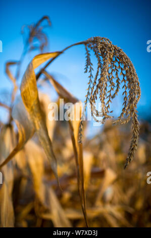 Getrockneter Mais (Zea mays) Quaste, kommerzielle Farm, Tansania, Afrika. Stockfoto