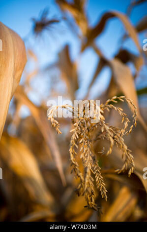 Getrockneter Mais (Zea mays) Quaste, kommerzielle Farm, Tansania, Afrika. Stockfoto