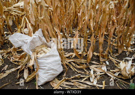Geerntete Mais (Zea mays) Maiskolben in das Feld ein. Kommerzielle Farm, Tansania, Ostafrika. Stockfoto