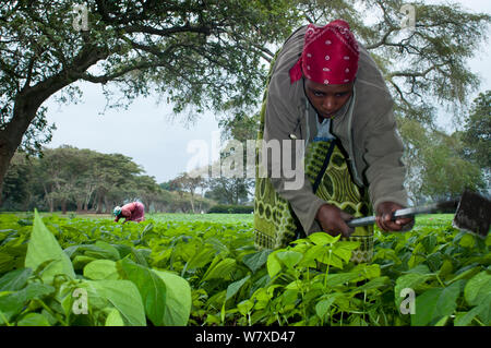 Frauen jäten in einer grünen Bohne (Phaseolus vulgaris) Feld auf einer kommerziellen Farm. Die Frauen tragen traditionelle Kleidung (&#39; Kangas&#39;&#39; kitenge&#39;). Tansania, Ostafrika. August 2011. Stockfoto