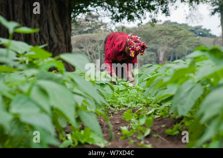 Frau jäten in einer grünen Bohne (Phaseolus vulgaris) Feld auf einer kommerziellen Farm. Tansania, Ostafrika. August 2011. Stockfoto