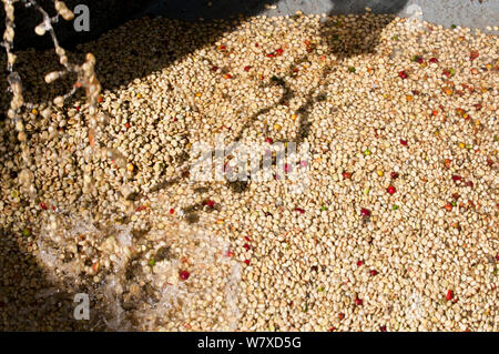 Kaffee (Coffea arabica) Bohnen gießen in der Fermentation tank. Kommerzielle Coffee Farm, Tansania, Ostafrika. Stockfoto