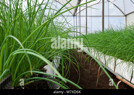 Schnittlauch (Allium schoenoprasum) wachsen im Gewächshaus. Kommerzielle Farm, Tansania, Ostafrika. Stockfoto