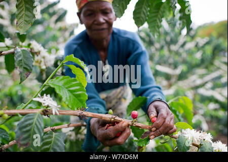 Eine ältere Frau Ernte Kaffee (Coffea arabica) Kirschen auf einem kommerziellen Coffee Farm, Tansania, Ostafrika. November 2012. Stockfoto