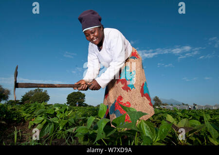 Frau jäten in einem Feld von grünen Bohnen (Phaseolus vulgaris) auf kommerziellen Farm. Die Frau trägt traditionelle Kleidung, ein &#39; kitenge&#39;, um sie herum gewickelt. Tansania, Ostafrika. Dezember 2010. Stockfoto