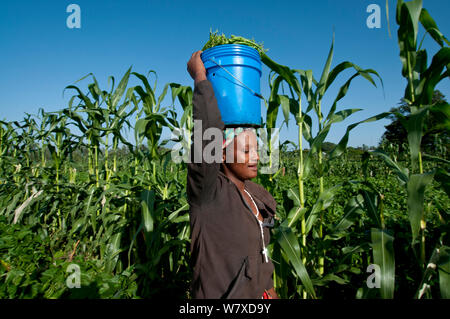Frau, die geerntete Grüne Bohnen (Phaseolus vulgaris) in einem Eimer auf dem Kopf. Kommerzielle bean Farm, Tansania, Ostafrika. Dezember 2010. Stockfoto