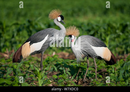 Zwei Graue gekrönt Krane (Balearica regulorum gibbericeps) Nahrungssuche auf kommerzieller Green Bean Farm, Tansania, Ostafrika. Stockfoto