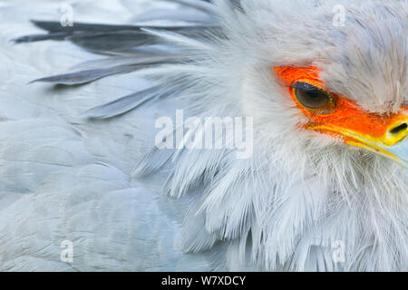 Secretarybird / Sekretär Vogel (Sagittarius Serpentarius) großaufnahme, unverlierbare endemisch in Afrika. Stockfoto