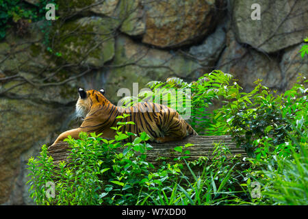 Indochinesischen Tiger (Panthera tigris corbetti) unverlierbaren in Südostasien auftritt. Stockfoto