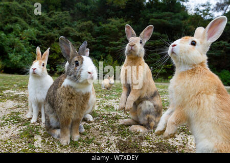 Feral Hauskaninchen (Oryctolagus cuniculus) oben sitzen, Alert, Okunojima Insel, auch als Rabbit Island, Hiroshima, Japan. Stockfoto