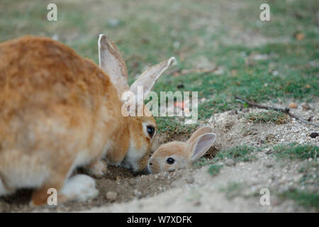 Feral Hauskaninchen (Oryctolagus cuniculus) Mutter Gruß baby kleben Kopf aus Burrow, Okunojima Insel, auch als Rabbit Island, Hiroshima, Japan. Stockfoto