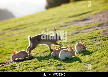 Feral Hauskaninchen (Oryctolagus cuniculus) Mutter mit Babys essen Gras, Okunojima Insel, auch als Rabbit Island, Hiroshima, Japan. Stockfoto