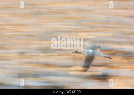 Kaptölpel (Morus capensis) im Flug über das Meer, verschwommene Bewegung, Bird Island, Lambert &#39;s Bay, Western Cape Provinz, in Südafrika, in September 2012. Stockfoto