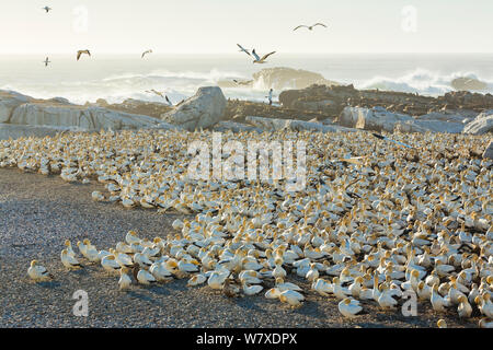 Kaptölpel (Morus capensis) Kolonie, Bird Island, Lambert &#39;s Bay, Western Cape Provinz, in Südafrika, in September 2012. Stockfoto