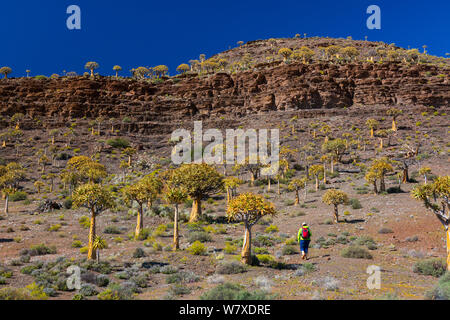 Köcherbäume (Aloe dichotoma) Köcherbaum Wald, Nieuwoudtville, Namaqualand, Northern Cape Provinz, in Südafrika, in September 2012. Stockfoto