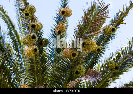 Maskierte Webervogel (Ploceus Velatus) brütet in Palme, Namaqualand, Provinz Northern Cape, Südafrika, September 2012. Stockfoto