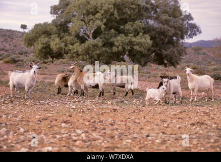 Wilde Ziege (Capra Hircus) Herde, Fowlers Lücke Research Station, New South Wales, Australien. Stockfoto