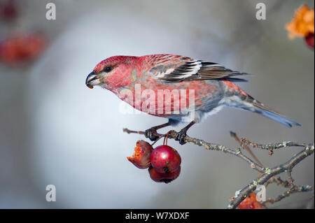 Pine Grosbeak (Pinicola enuicleator) männliche Fütterung auf Beeren in einen Baum, Finnland. März. Stockfoto