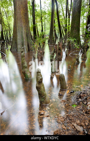 Die Kante von Weston See mit kahlen Zypresse (Distichum Taxodium distichum) Bäume und Knien in Congaree National Park, South Carolina, USA. Stockfoto