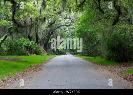 Eiche Allee mit hängenden Moosen in Magnolia Plantation und Gärten in der Nähe von Charleston, South Carolina, USA. Stockfoto