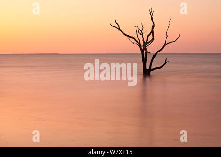 Toter Baum im Meer bei Sonnenaufgang an Boneyard Strand, Botany Bay Plantation Wildlife Management Area auf Edisto Island, South Carolina, USA. Ändern der Gezeiten haben sie umgewandelt, was einmal war der Wald in einem Strand. Stockfoto