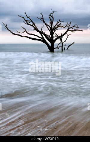 Toter Baum im Meer, Boneyard Strand in der Botany Bay Plantation Wildlife Management Area auf Edisto Island, South Carolina, USA. Ändern der Gezeiten haben sie umgewandelt, was einmal war der Wald in einem Strand. Stockfoto