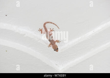 Tropenhaus Gecko (Hemidactylus mabouia) mit Zysten der gespeicherten Kalziums in Guest House, Ituri Rainforest, Demokratische Republik Afrika. Stockfoto
