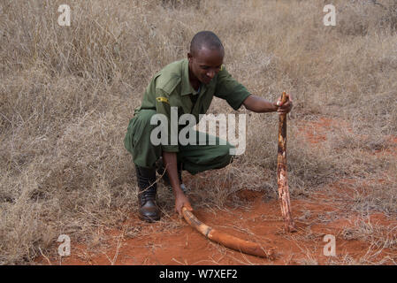 KWS (Kenya Wildlife Service) Park Ranger mit entfernten Stoßzähne von tote Junge weibliche Afrikanische Waldelefant (Loxodonta cyclotis) im Strick gefangen, Rukinga Ranch, Kenia, November 2012. Stockfoto