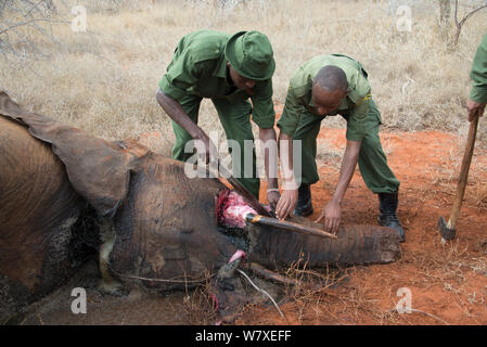 KWS (Kenya Wildlife Service) Park Ranger mit entfernten Stoßzähne von toten Jungen weiblichen Afrikanischen Elefanten (Loxodonta africana) im Strick gefangen, Rukinga Ranch, Kenia, November 2012. Stockfoto