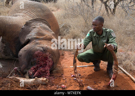 KWS (Kenya Wildlife Service) Park Ranger mit entfernten Stoßzähne von toten Jungen weiblichen Afrikanischen Elefanten (Loxodonta africana) im Strick gefangen, Rukinga Ranch, Kenia, November 2012. Stockfoto