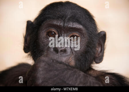 Bonobo (Pan paniscus) Porträt, Captive bei Lola Ya Bonobo Heiligtum, in der Nähe von Kinshasa, Demokratische Republik Kongo. Stockfoto