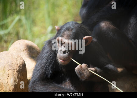 Schimpanse (Pan troglodytes) mit Stick Honig in Bereicherung Aktivität zu erhalten, J.A.C.K. Sanctuary (Jeunes Animaux Confisqués au Katanga/junge Tiere beschlagnahmt in Katanga), Lubumbashi, Katanga in der Demokratischen Republik Kongo. Stockfoto