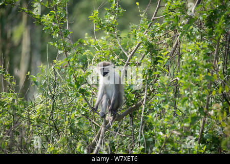 Meerkatze (Chlorocebus pygerythrus) Ishango, Virunga National Park in der Demokratischen Republik Kongo. Stockfoto