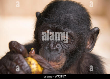 Bonobo (Pan paniscus) Baby an Essen, Captive bei Lola Ya Bonobo Heiligtum, in der Nähe von Kinshasa, Demokratische Republik Kongo suchen. Stockfoto