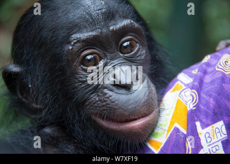 Bonobo (Pan paniscus) Baby mit Keeper, Captive bei Lola Ya Bonobo Heiligtum, in der Nähe von Kinshasa, Demokratische Republik Kongo. Stockfoto