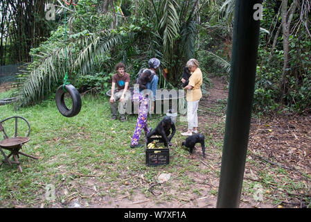 Bonobos (Pan paniscus) Babys mit Halter an Lola Ya Bonobo Heiligtum, in der Nähe von Kinshasa, Demokratische Republik Kongo. Stockfoto