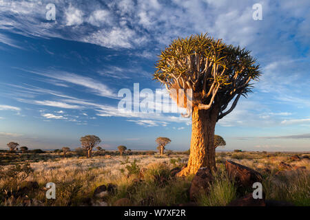 Der Köcherbaum mit sociable Weaver (Philetairus socius) Nest im Morgenlicht. Köcherbaumwald, Keetmanshoop, Namibia. März 2011. Stockfoto