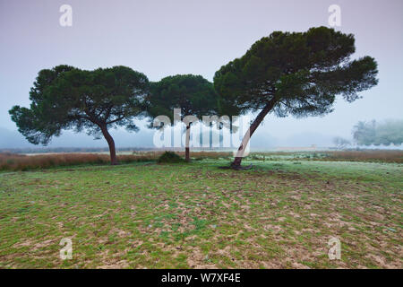 Pinien im Nebel in der Nähe von Las Marismillas Palace, Donana Nationalpark, Andalusien, Spanien, März 2014. Stockfoto