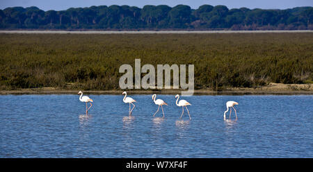 Flamingos (Phoenicopterus ruber) in Feuchtgebieten Lebensraum, Donana Nationalpark, Andalusien, Spanien, März. Stockfoto