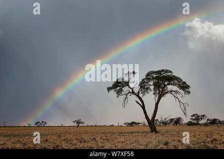 Gewitter und Regenbogen über eine trockene Wüstenlandschaft. Namib Rand, Namibia. April 2012. Nicht-ex. Stockfoto