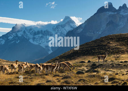 Herden von Guanacos (Lama Guanicoe) Beweidung auf einem Bergrücken unterhalb der Torres del Paine Berggipfel. Torres del Paine National Park, Patagonien, Chile. April 2013, Nicht-ex. Stockfoto