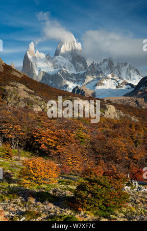 Herbst Laub unter Mount Fitz Roy im Morgenlicht. El Chaltén, Patagonien, Argentinien. April 2013. Nicht-ex. Stockfoto