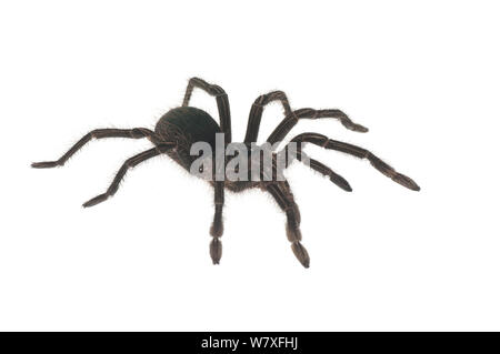 Sub-nach Burgund Vogel - Esser tarantula (Grammostola stirmi), Kanuku Mountains, Guyana, Juli. Meetyourneighbors.net Projekt. Stockfoto