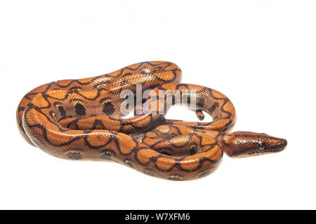 Brasilianische Rainbow Boa (Epicrates cenchria), Berbice Fluss, Guyana, September. Meetyourneighbors.net Projekt. Stockfoto