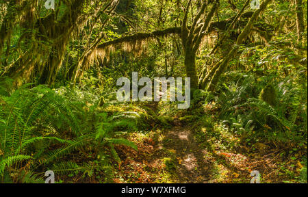 Farne, Moose über Bäumen in gemäßigten Regenwald wächst, an der Sams River Loop Trail, Queets Tal, Olympic National Park, Washington State, USA Stockfoto