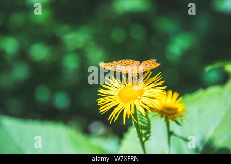Schmetterling auf einer Blume, Frühling in Österreich Stockfoto