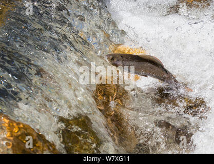 Arktische Äsche (Thymallus arcticus) männliche Springen über Felsen Wasserfall während der jährlichen Laichen laufen zu erreichen, North Park, Colorado, USA, Juni. Stockfoto