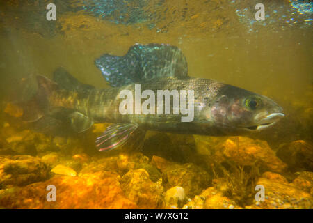 Arktische Äsche (Thymallus arcticus), Stecker vordere Reisen während der jährlichen laichen, North Park, Colorado, USA, Juni. Stockfoto