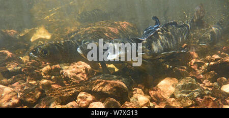 Arktische Äsche (Thymallus arcticus) laichen im Stream, weiblich (mit offenem Mund) im Rahmen des Fin der männlichen zu Ihrem linken festgesteckt. North Park, Colorado, USA, Juni. Stockfoto