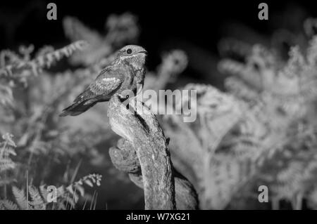 (Nightjar Caprimulgus europaeus) auf Post thront, in der Nacht mit Infra-red Remote Camera trap, Mayenne, Frankreich, Juni genommen. Stockfoto